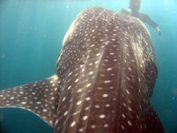Whale shark feeding! by Adrian Newell 